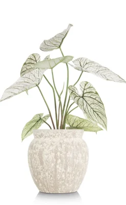 COCOmaison Kunstbloemen En -Planten>Caladium H60cm kunstplant - Groen