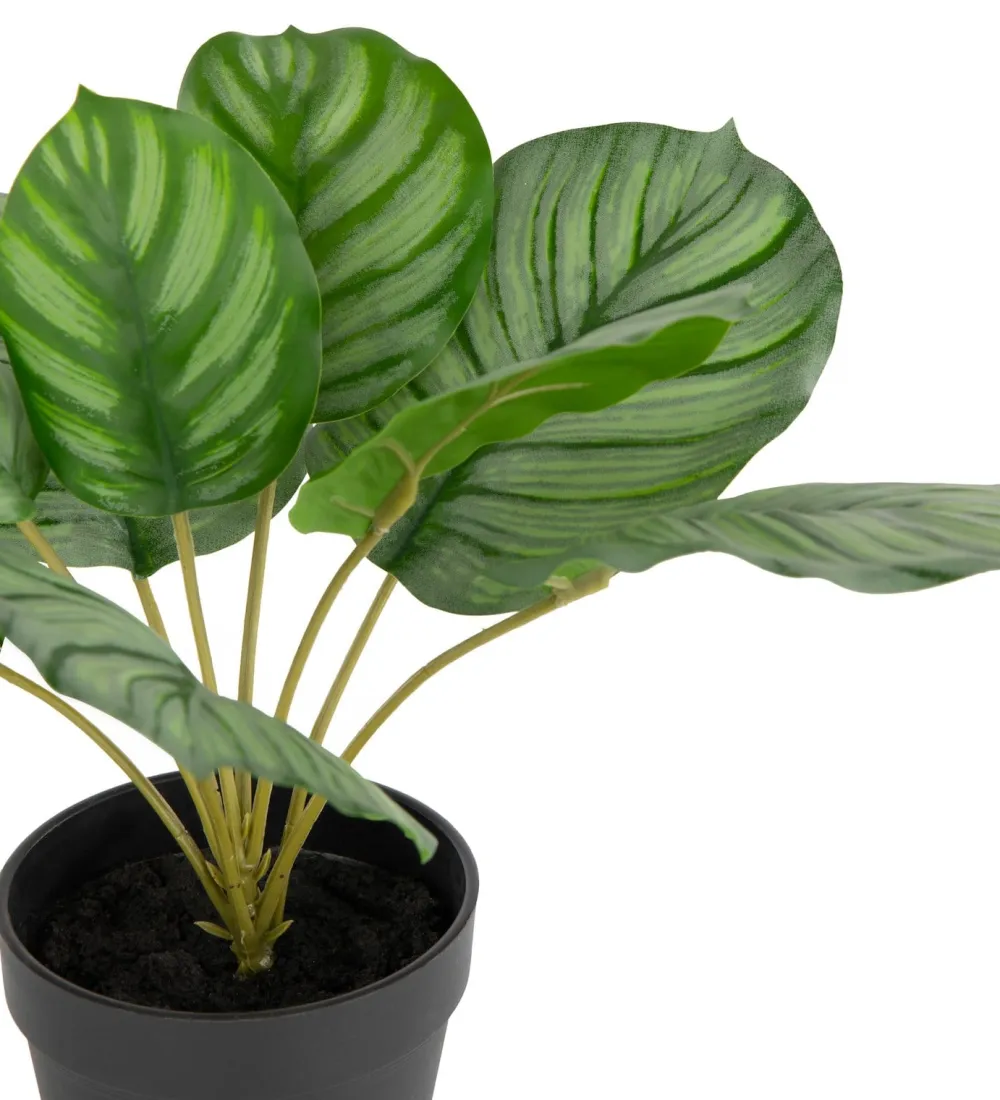 COCOmaison Kunstbloemen En -Planten>Calathea Orbifolia H45cm kunstplant - Groen