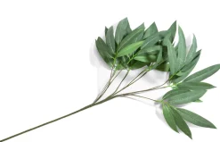 COCOmaison Kunstbloemen En -Planten>Eucalyptus branch H95cm - Groen