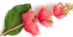 COCOmaison Kunstbloemen En -Planten>Medinilla Spray kunstbloem H110cm - Oranje