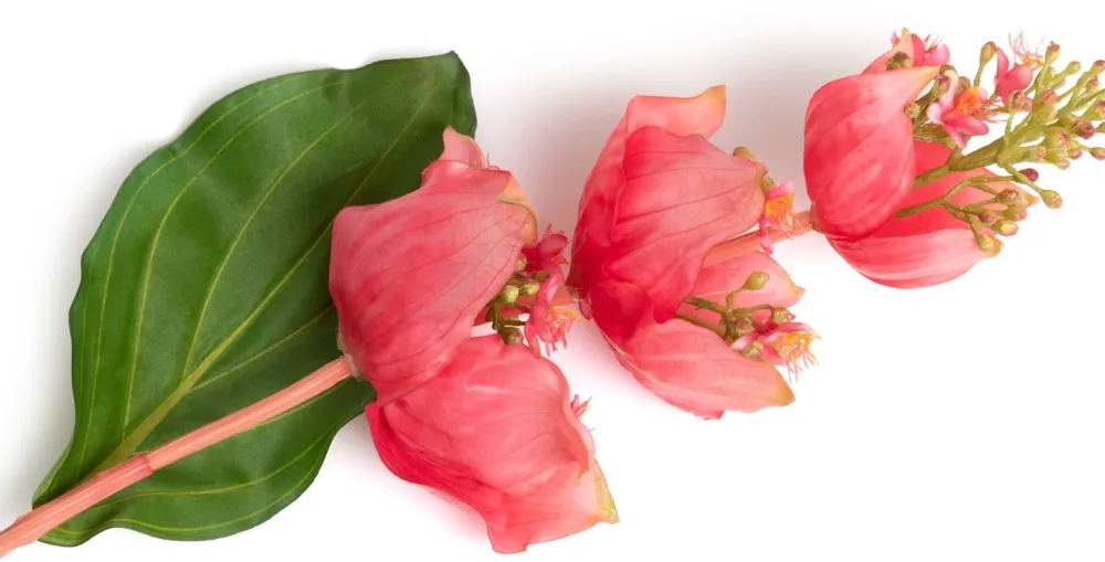COCOmaison Kunstbloemen En -Planten>Medinilla Spray kunstbloem H110cm - Oranje