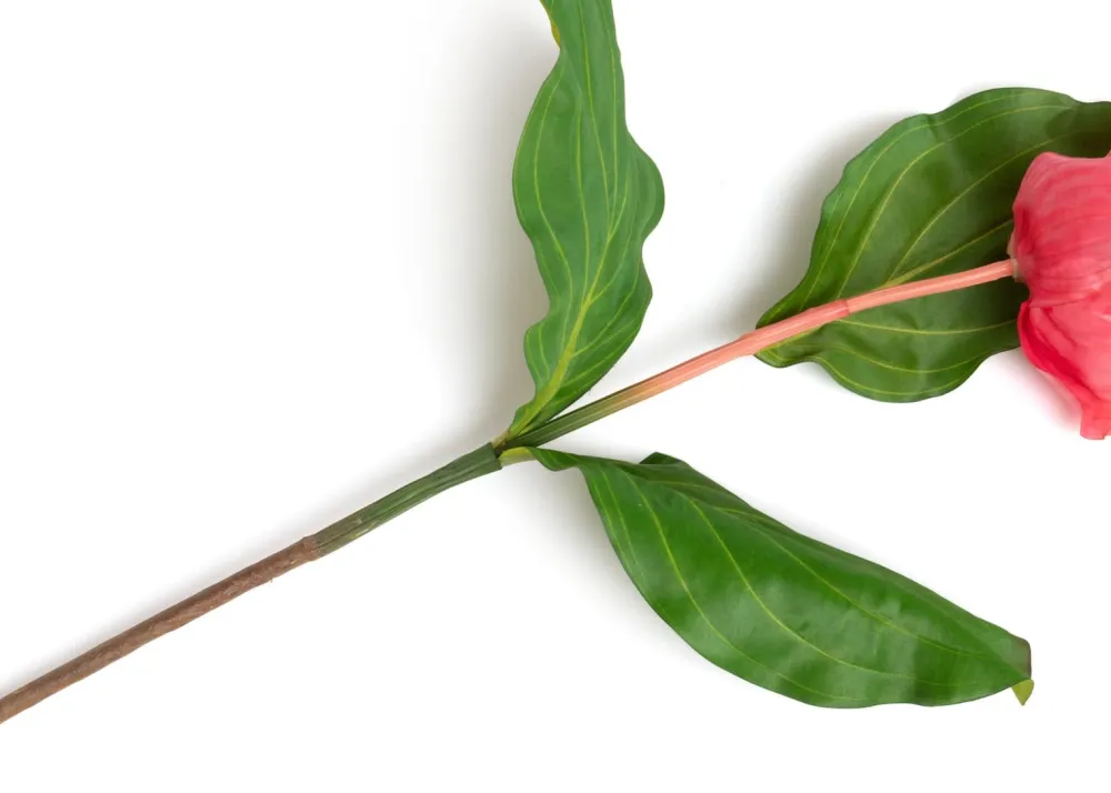 COCOmaison Kunstbloemen En -Planten>Medinilla Spray kunstbloem H110cm - Oranje