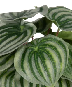 COCOmaison Kunstbloemen En -Planten>Peperomia Bush H25cm kunstbloem - Groen