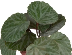 COCOmaison Kunstbloemen En -Planten>Saxifrage Mini Bush H13cm kunstbloem - Groen